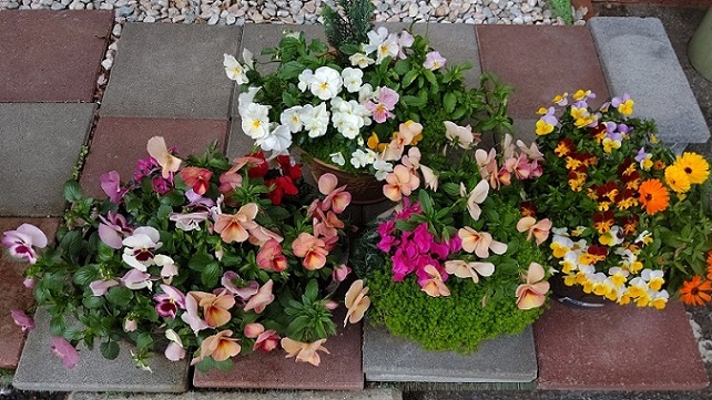 障害者福祉会館玄関の花の写真