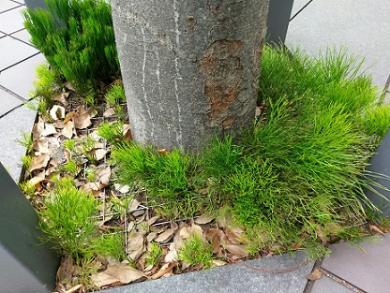 NECの広場に自生するマツバランの写真