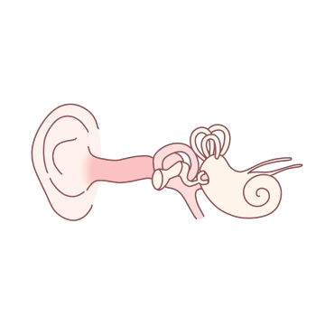 耳の構造を表現したイラスト