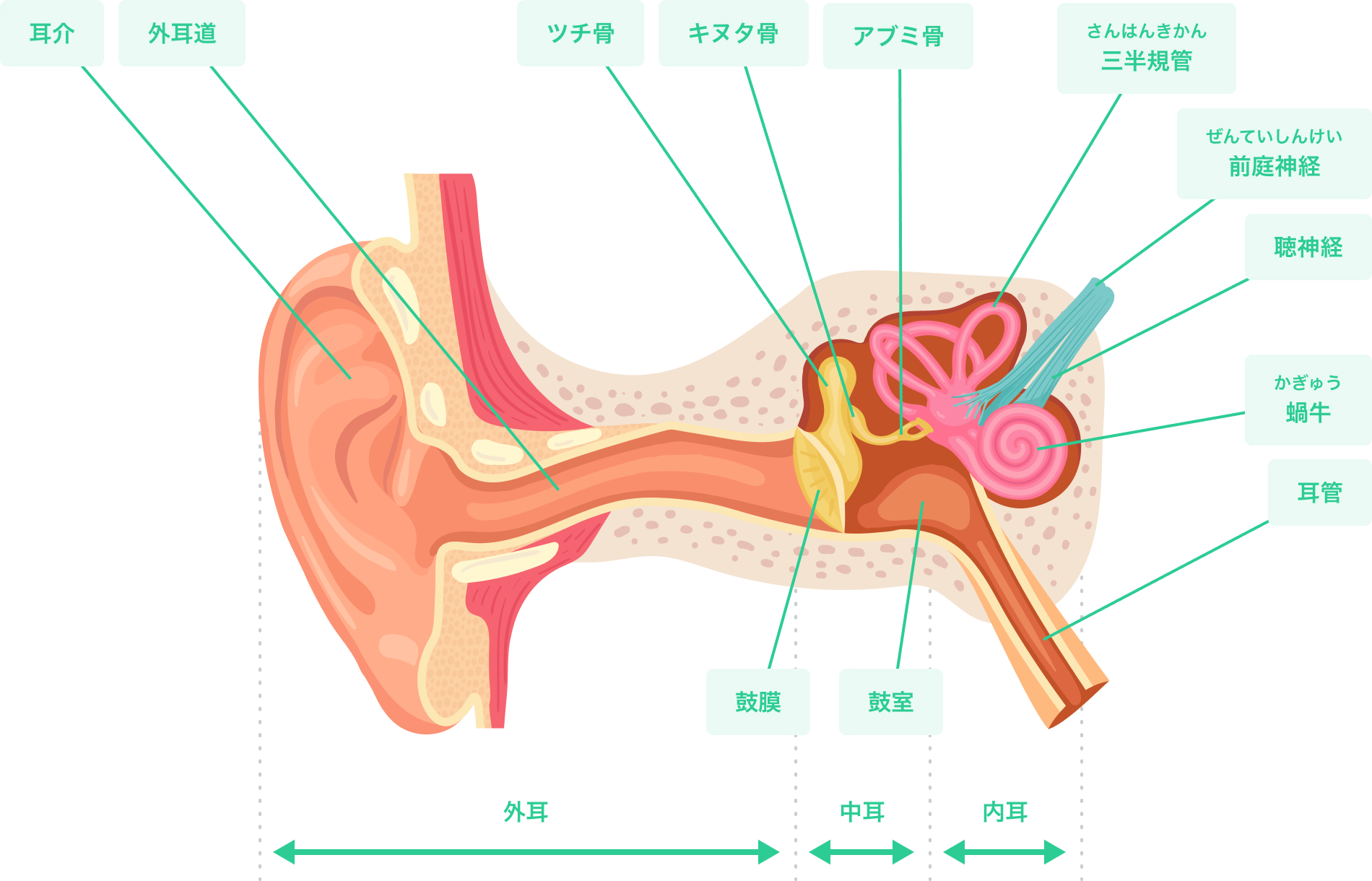 耳の構造