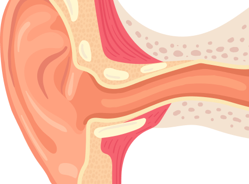 外耳の構造